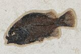 Framed Fossil Fish (Cockerellites) - Wyoming #177302-1